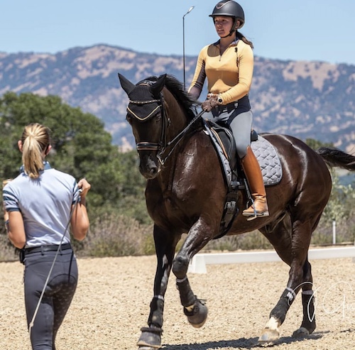 dressage stabling services