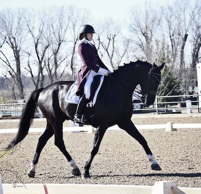 young horse training